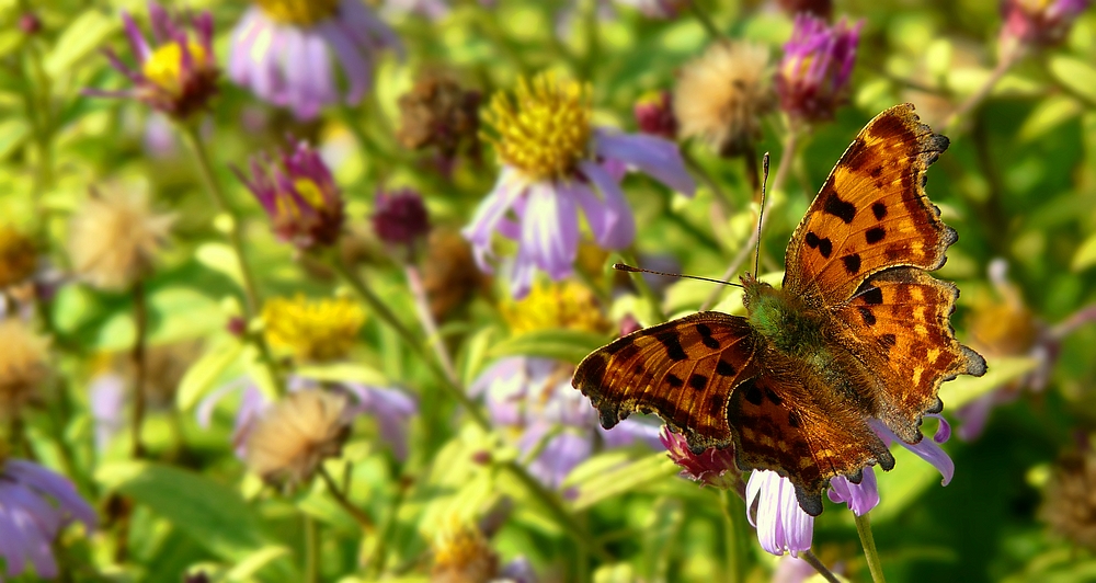 Comma Butterfly