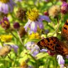 Comma Butterfly