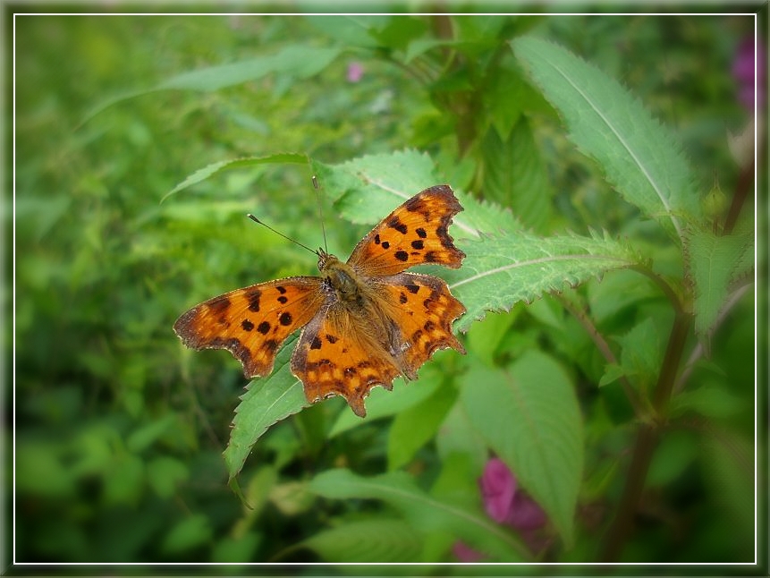 Comma butterfly