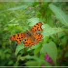 Comma butterfly