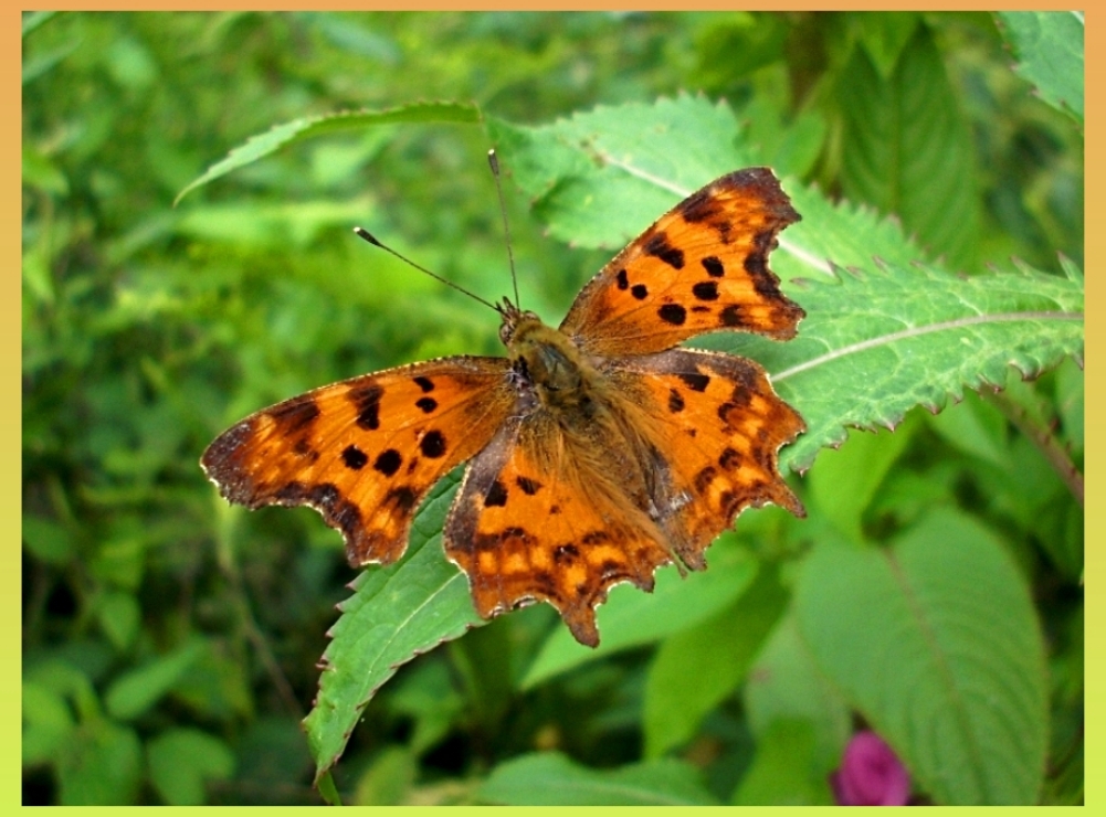 Comma butterfly