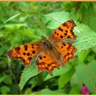 Comma butterfly