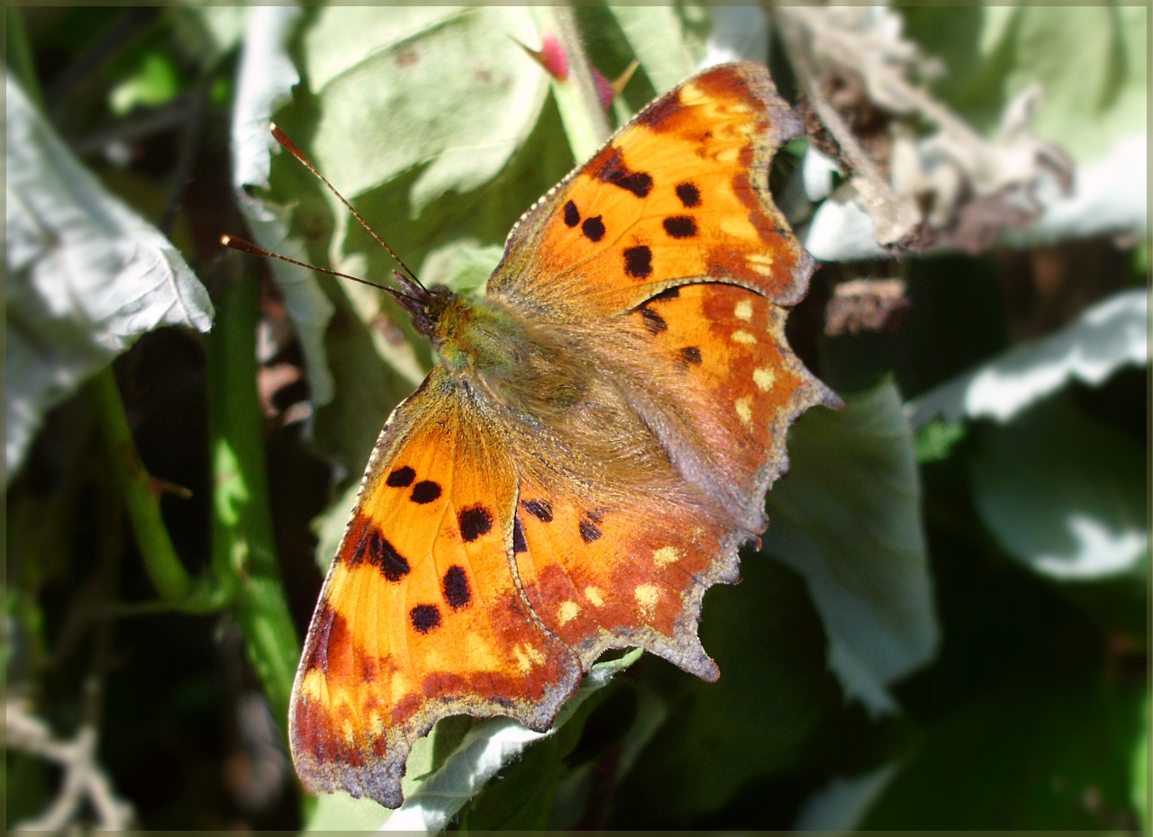 Comma butterfly