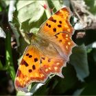 Comma butterfly