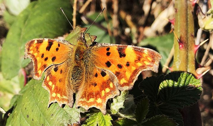 Comma butterfly