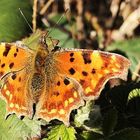 Comma butterfly