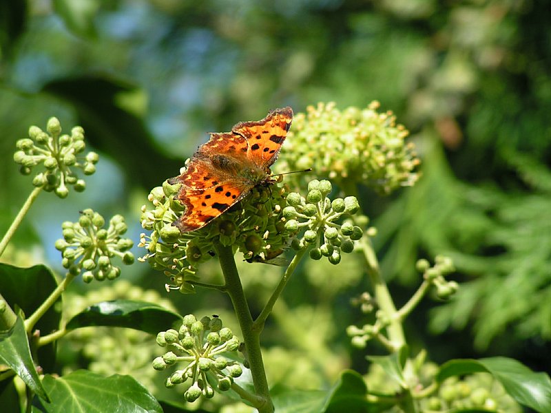 Comma feeding on Ivy