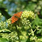 Comma feeding on Ivy