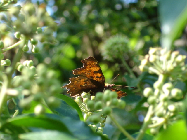 Comma, in Bucks.