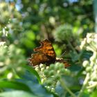 Comma, in Bucks.