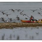 " Comme c'est drôle des adultes faisant décoller des oiseaux , la bêtise est sans limites "