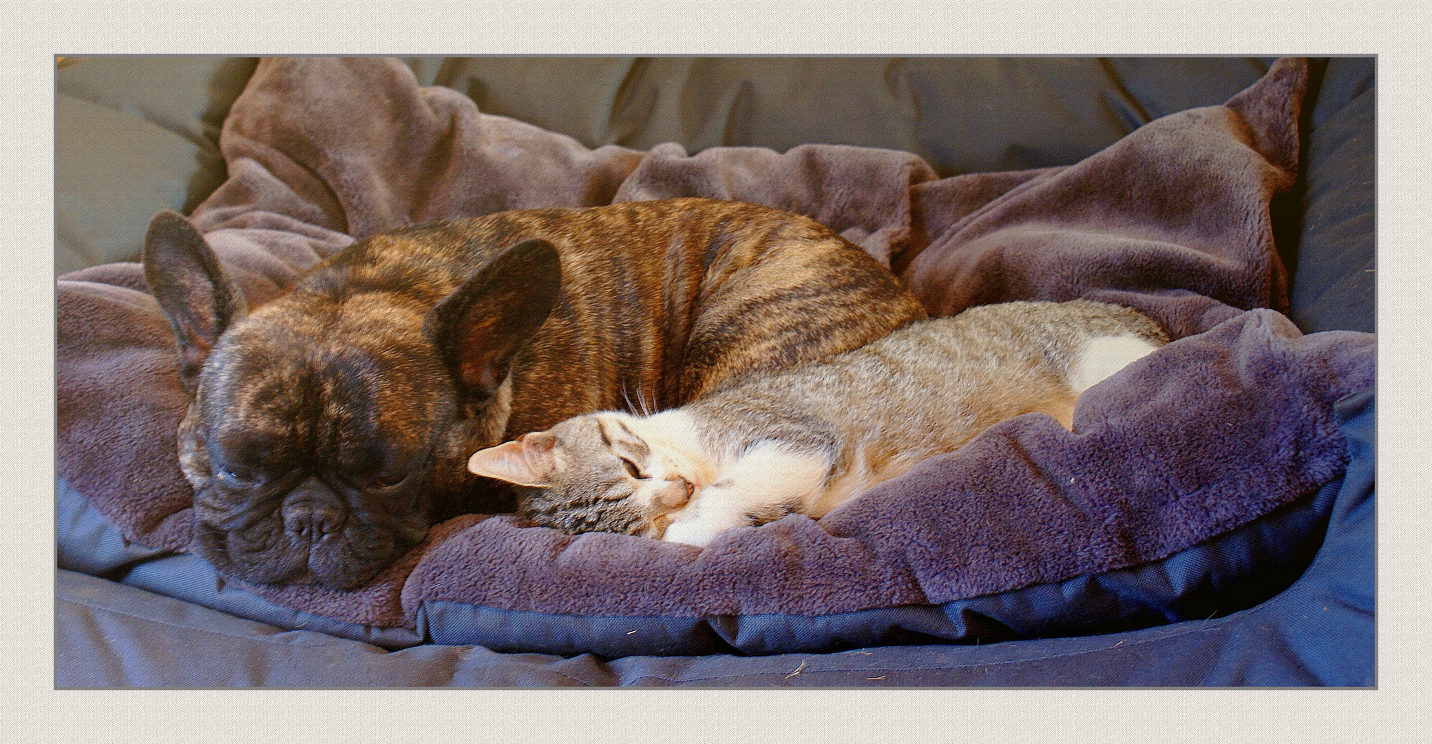 Comme Chien Et Chat Photo Et Image Animaux Animaux