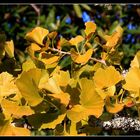 " Comme de l'or, les feuille de ce Ginko bilobaé "