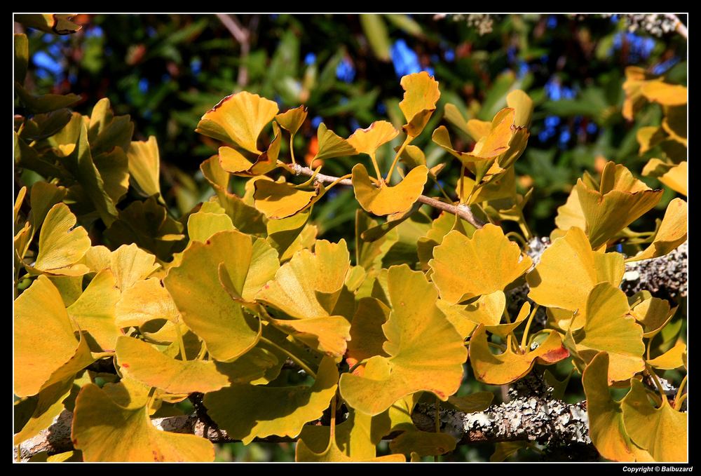 " Comme de l'or, les feuille de ce Ginko bilobaé "