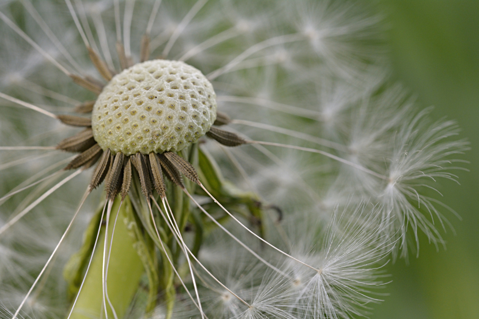 Comme des plumes