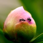 Comme deux fourmis sur une fleur