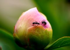Comme deux fourmis sur une fleur