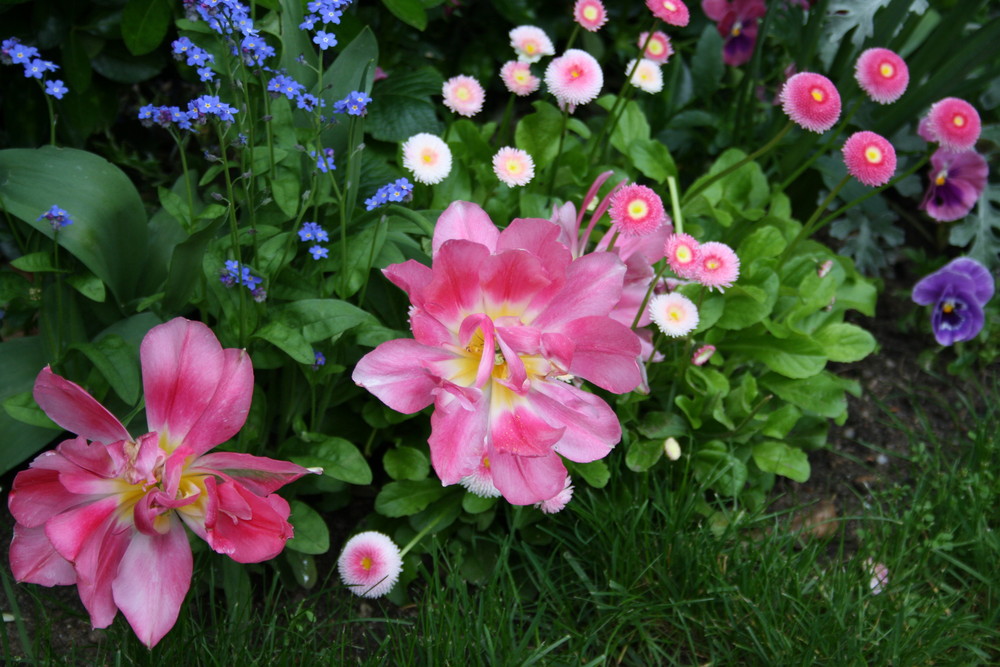 Comme la joue rose d'une demoiselle