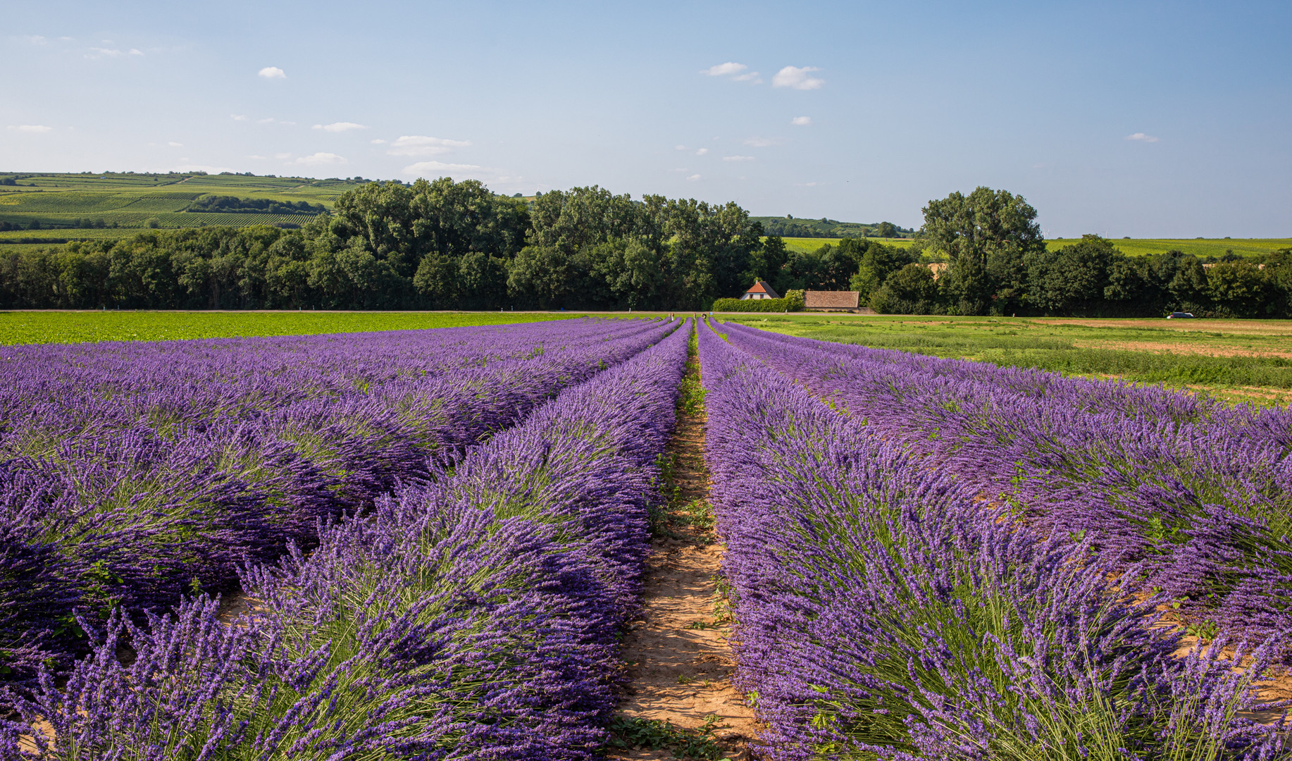 Comme la provence