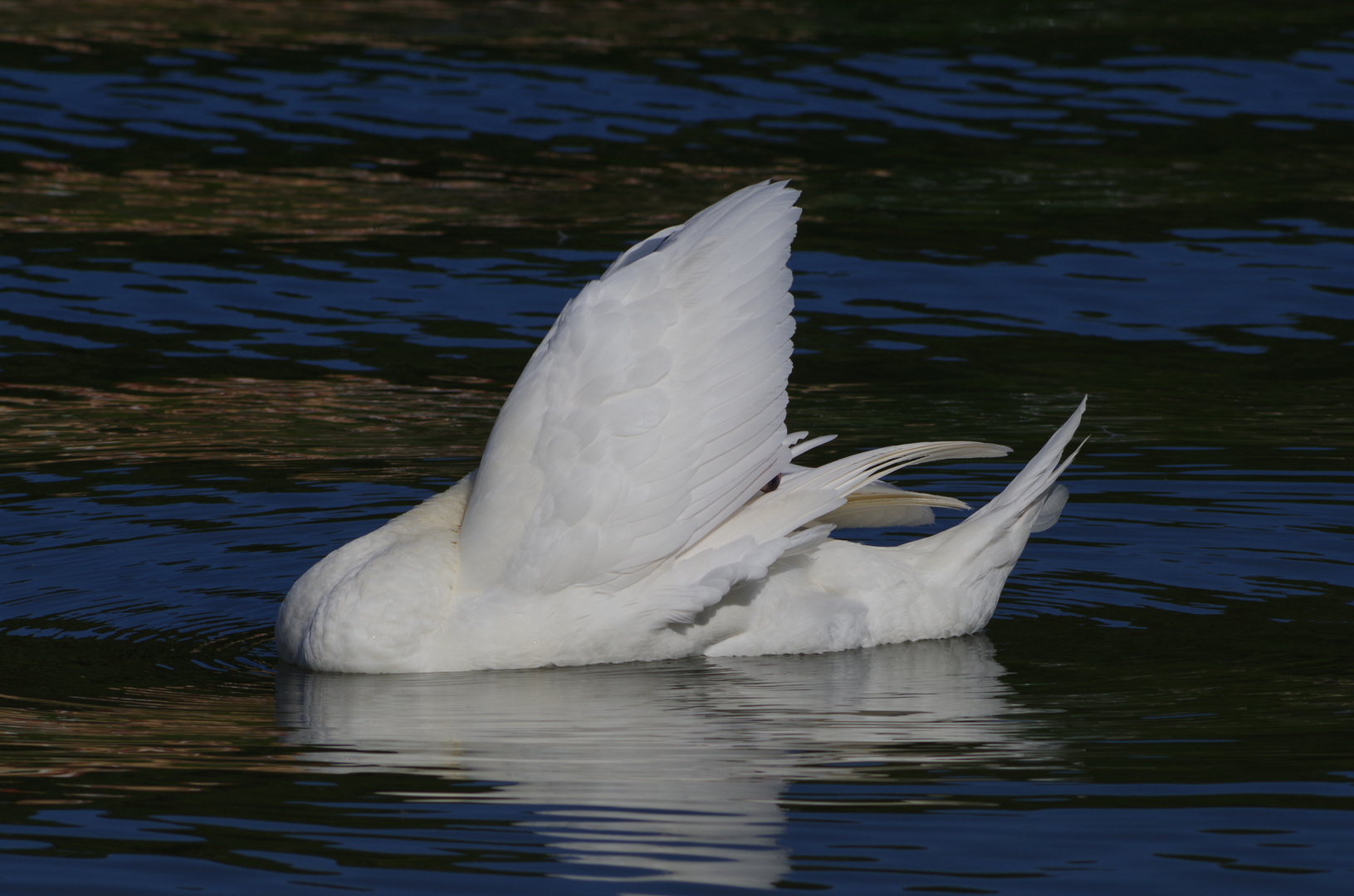 comme les voiles d'un bâteau