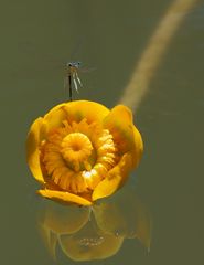 comme piquée dans la fleur