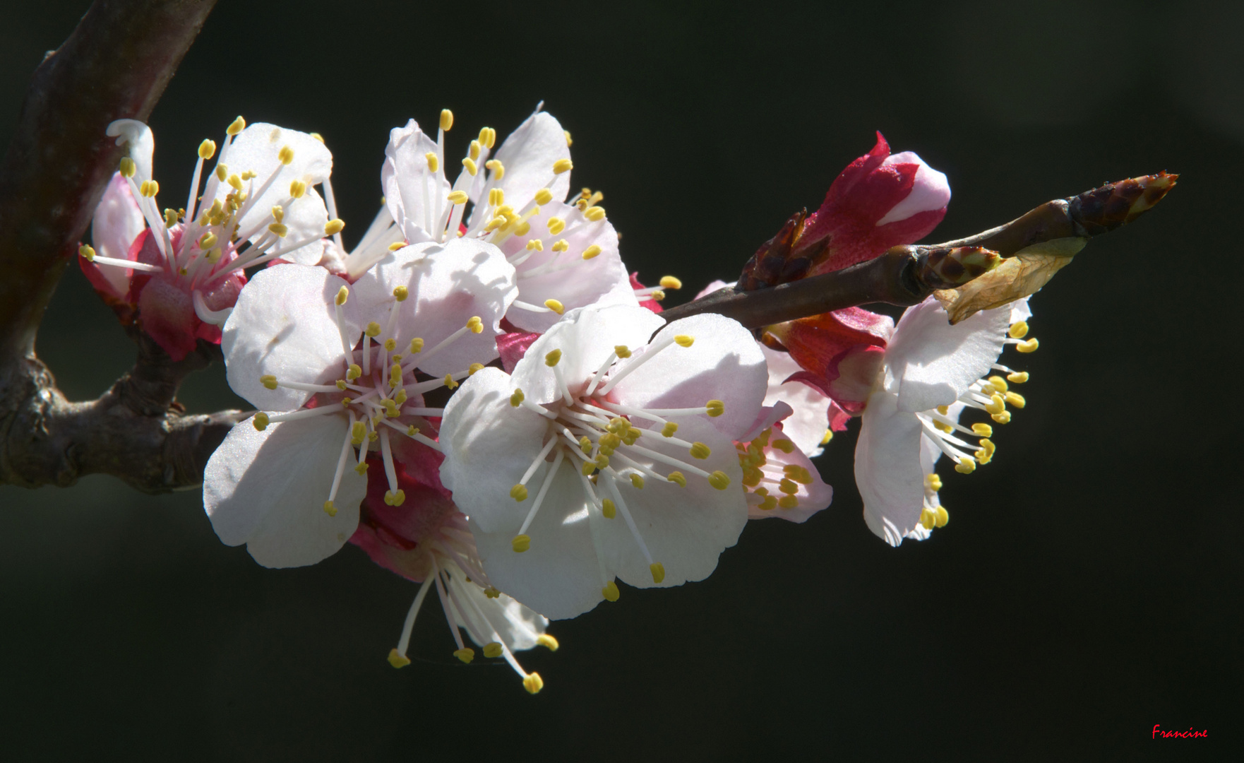 Comme un air de printemps ...