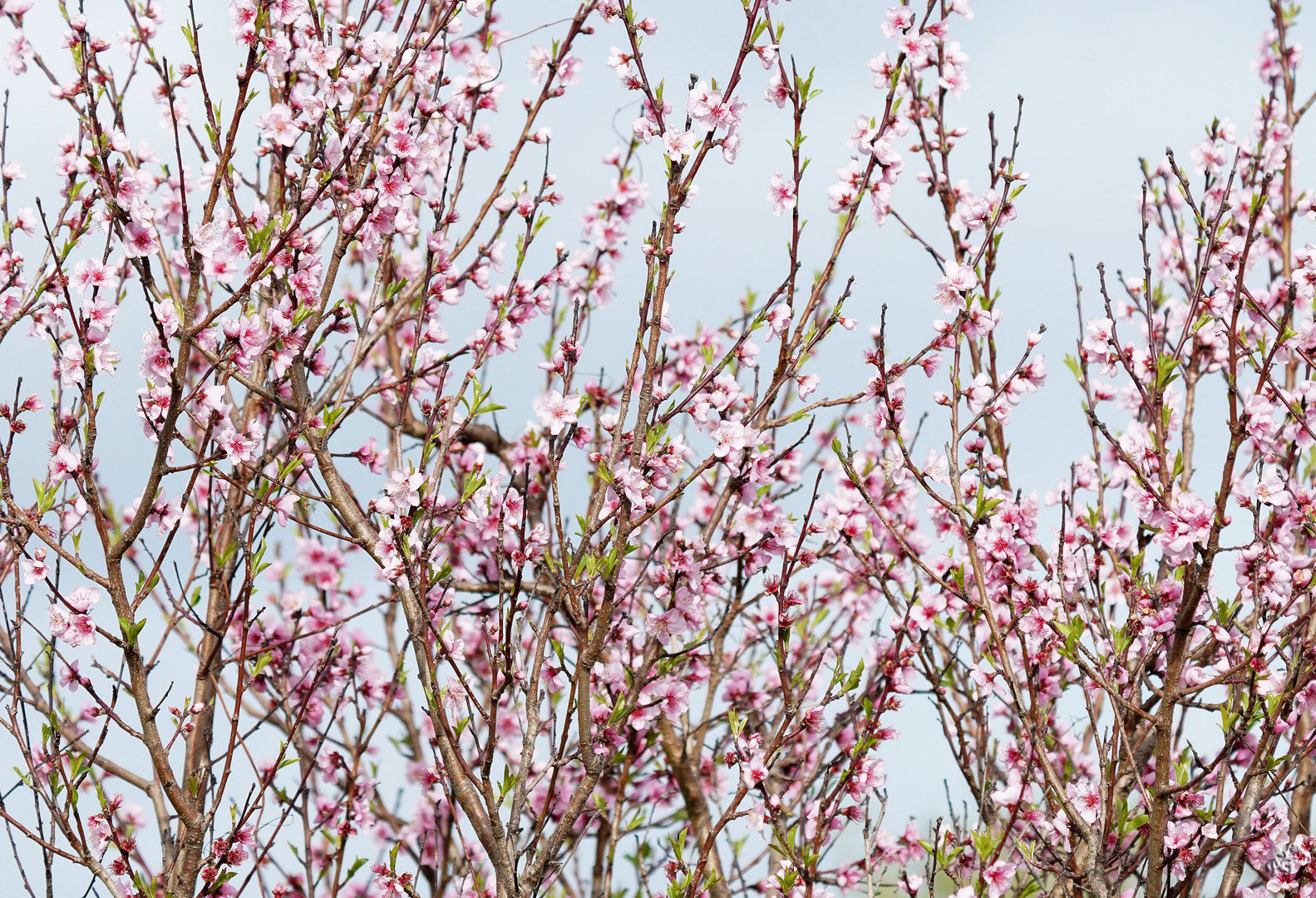 Comme un air de printemps .....