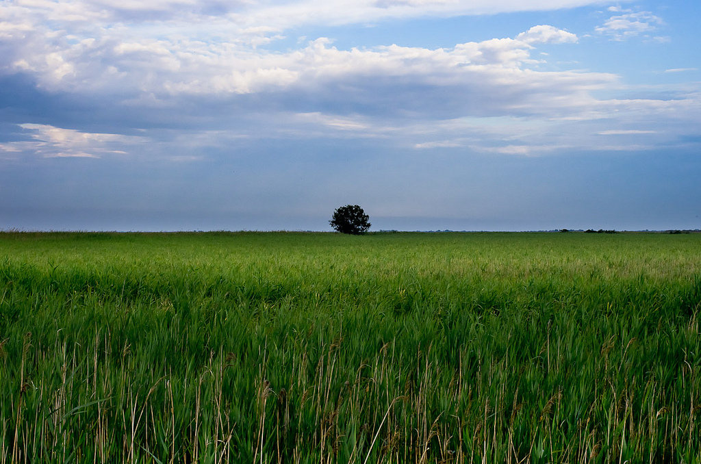 Comme un arbre dans la roselière