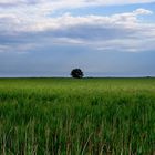 Comme un arbre dans la roselière