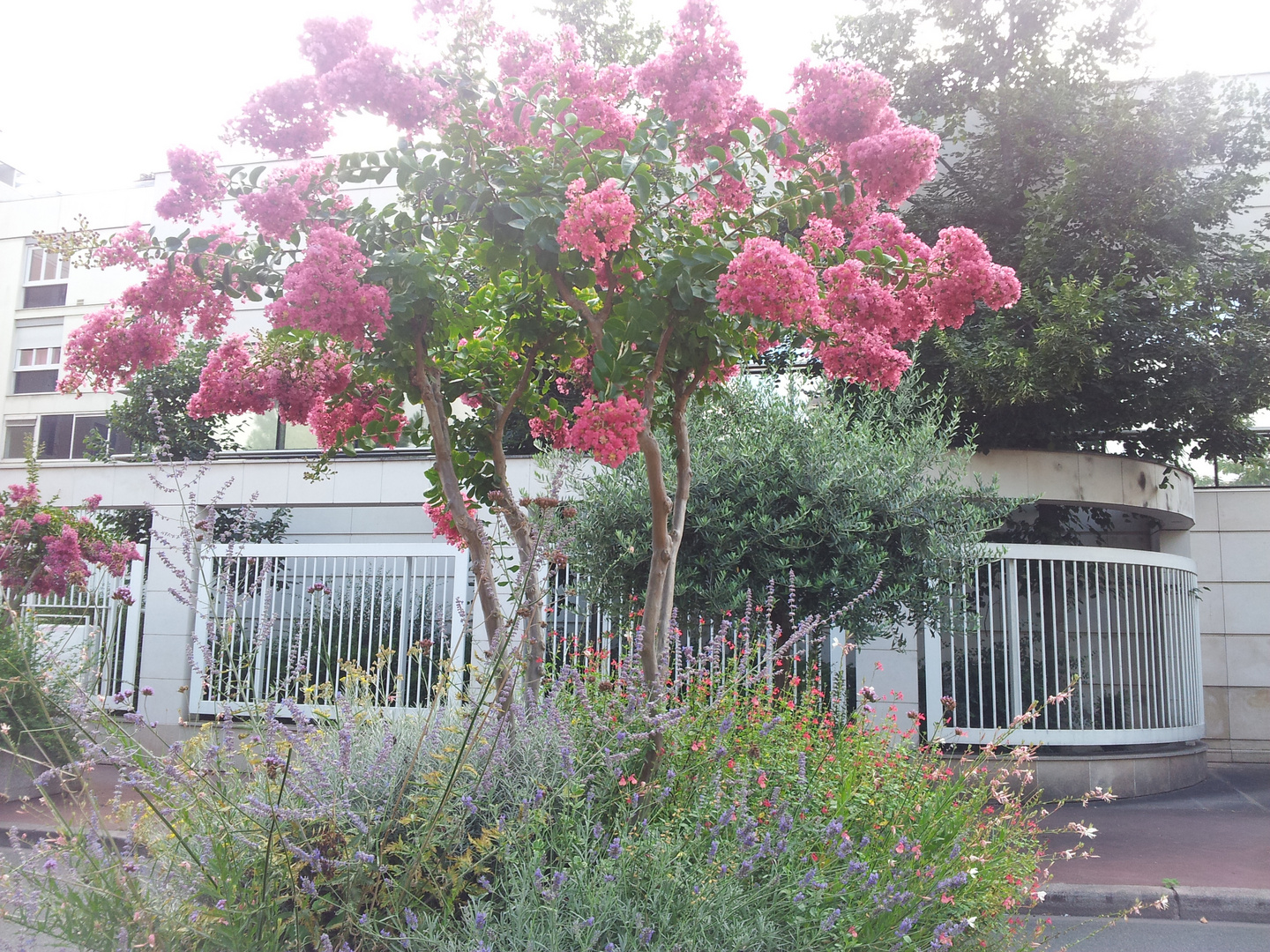 Comme un arbre dans la ville