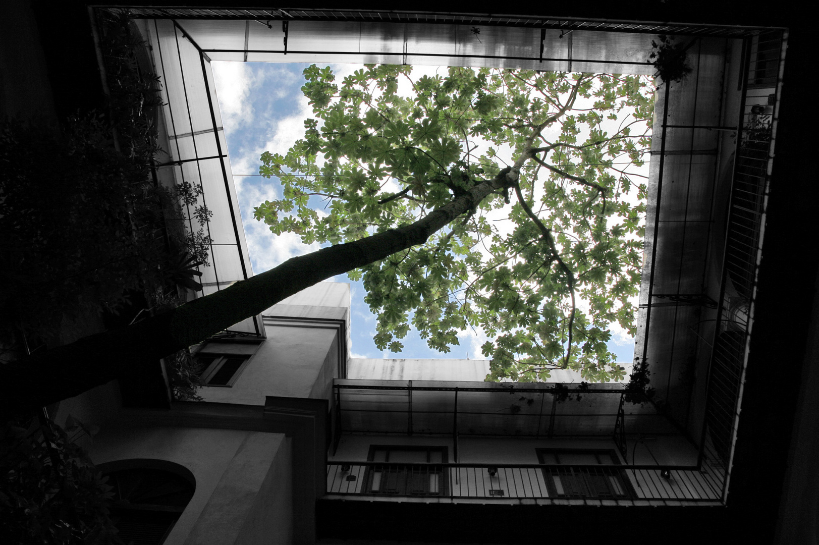 Comme un arbre dans la ville