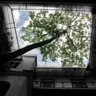 Comme un arbre dans la ville