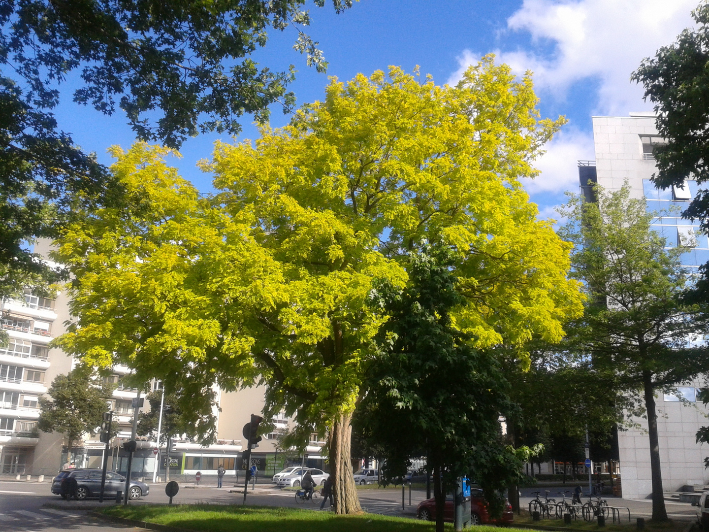 comme un arbre dans la ville