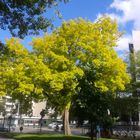 comme un arbre dans la ville