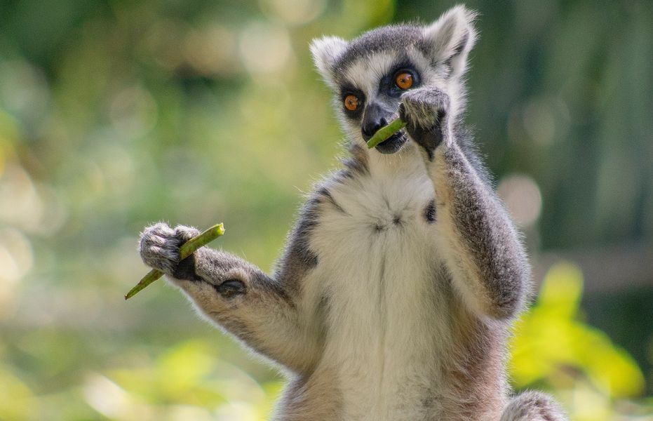 Comme un batteur  (Lemur catta, maki catta)