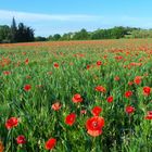 comme un coquelicot