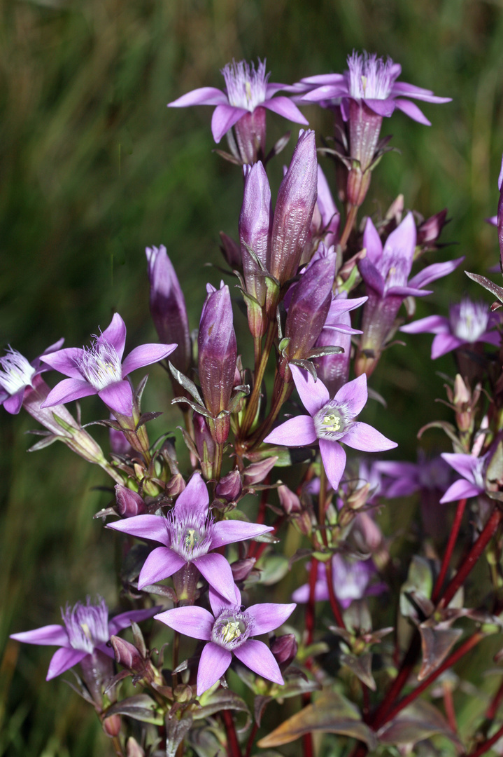 comme un feu d'artifice de fleurs