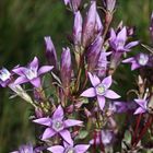 comme un feu d'artifice de fleurs