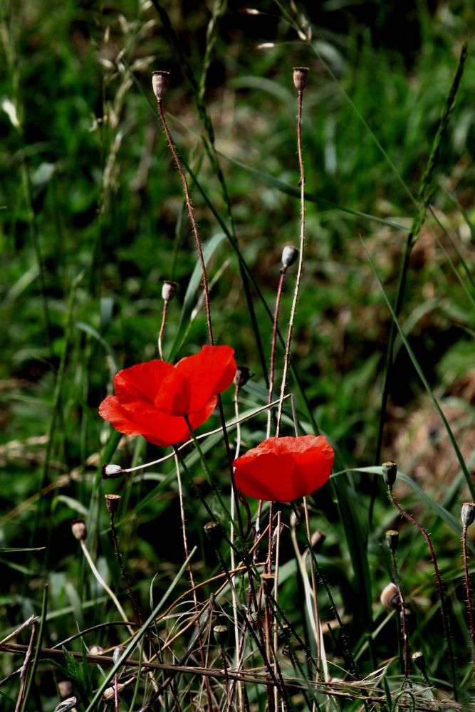 comme un joli petit coquelicot