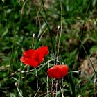 comme un joli petit coquelicot