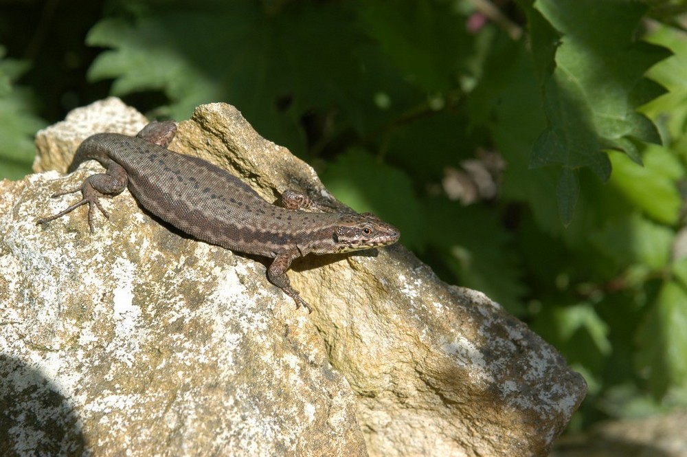 Comme un lézard