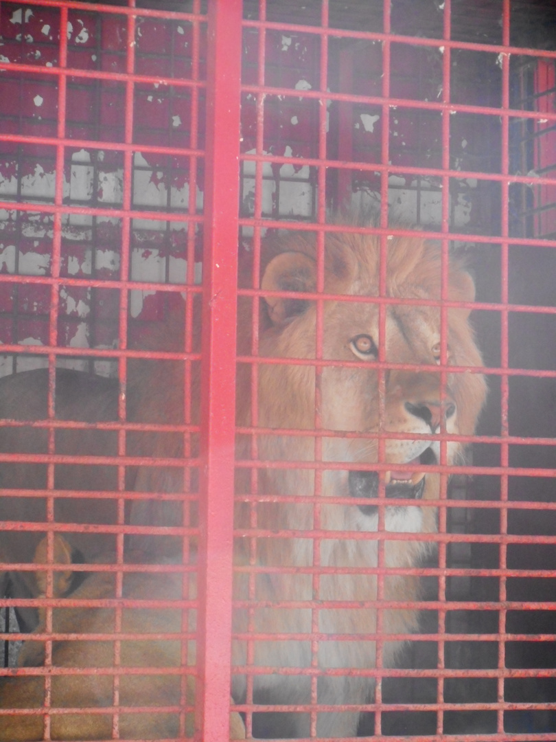 comme un lion en cage