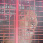 comme un lion en cage