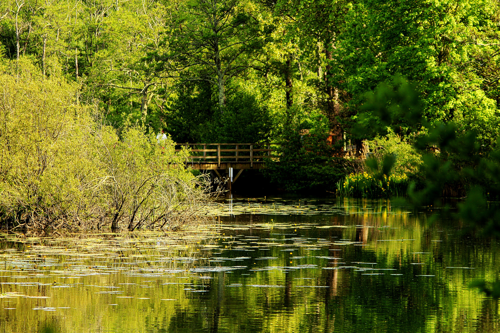 Comme un Livre au Vert .....