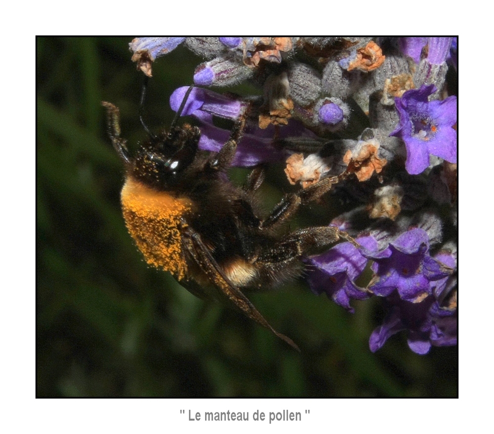 " Comme un manteau de pollen "