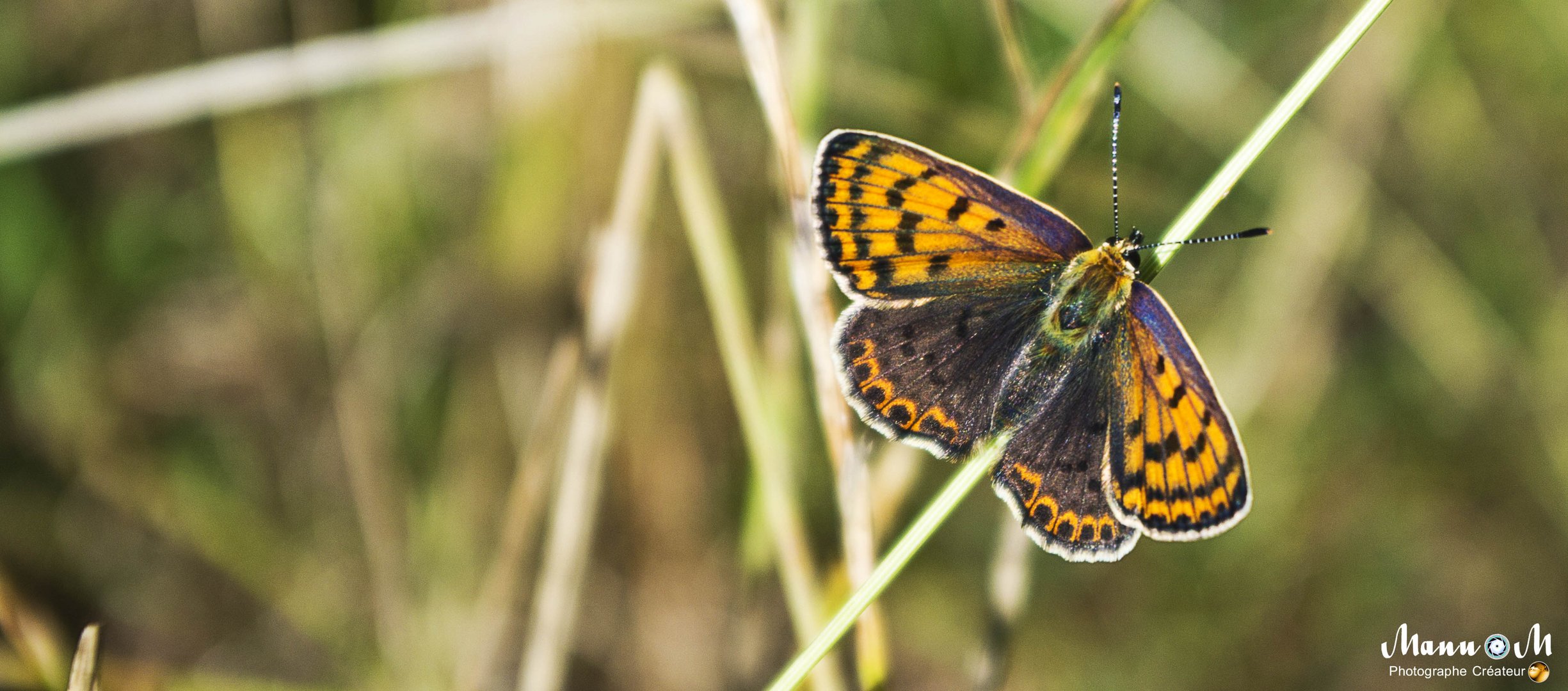 Comme un papillon