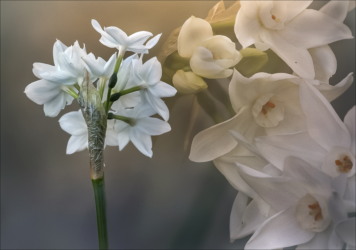 Comme un parfum de Printemps 