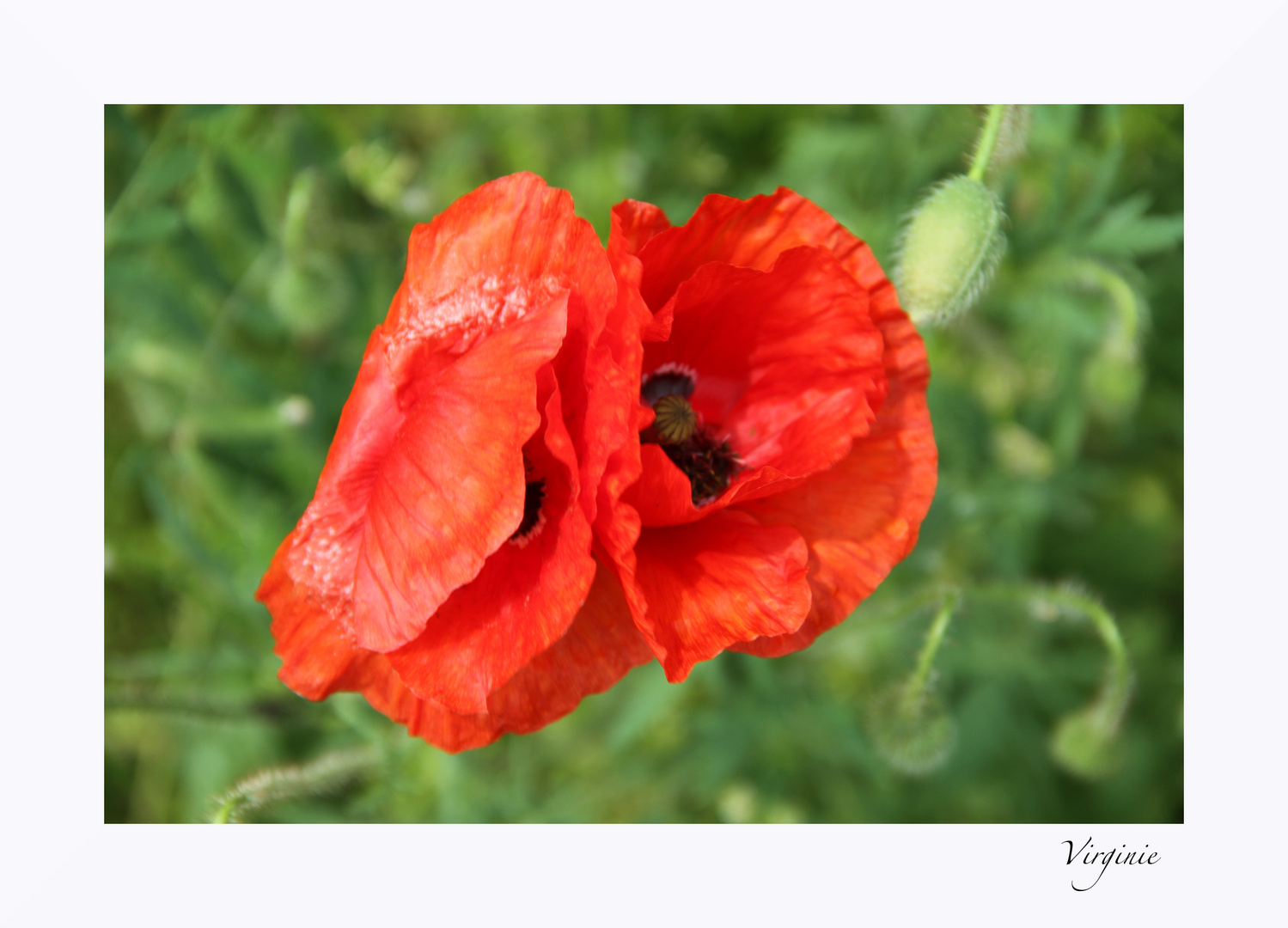 Comme un petit coquelicot ...