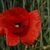 comme un petit coquelicot