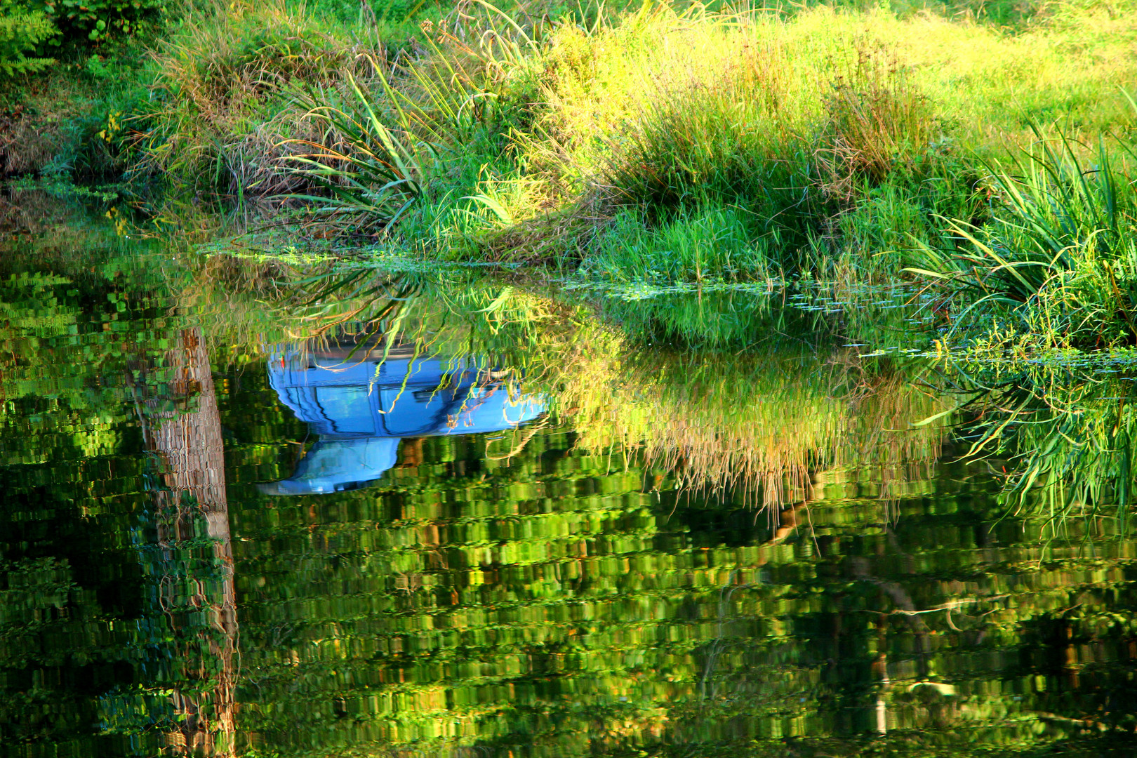 Comme un poisson dans l eau...........